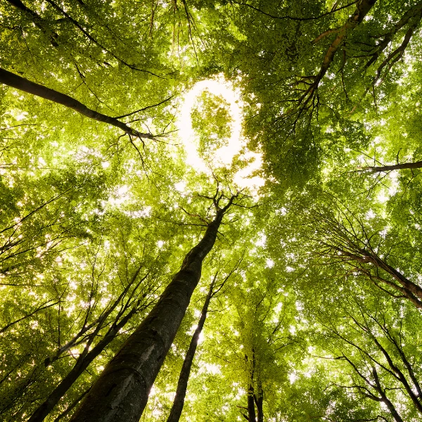 Holistic — 100% vegan, plastic-free, ahimsa in every choice